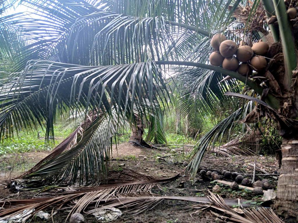Vườn dừa sum sê rộng hơn 5 công ngay mặt tiền huyện 28b. bao giá rẻ nhất toàn tỉnh
