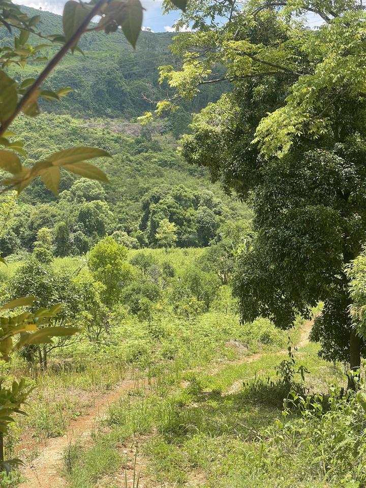 Bán đất 15560m2 tại cách trại ngựa măng đen gần 1km, giá ưu đãi 2,98 tỷ