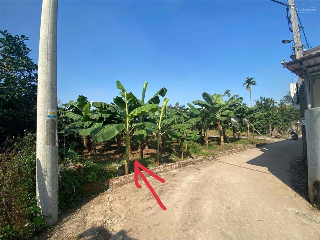 Bán 99m2 xã liên minh (trung châu)