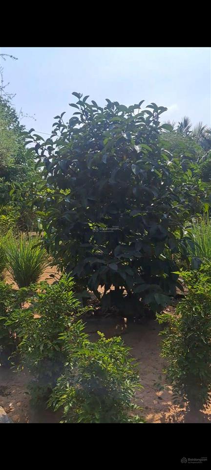 Nhà vườn 2.000m không gian xanh giữa lòng sài gòn 23 tỷ