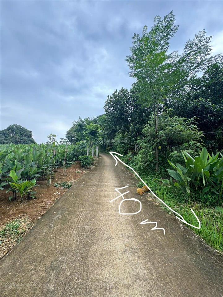 Mảnh đất trồng full mít cách tt hà nội 60km, mt 40m bám trục đường tới quần thể nghỉ dưỡng làng gạo