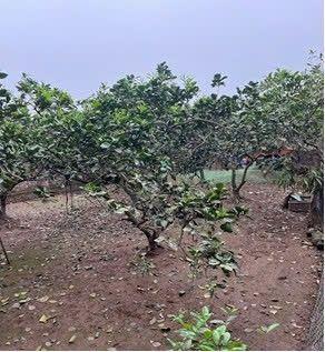 Bán đất thôn 8, phường đông triều, tỉnh quảng ninh