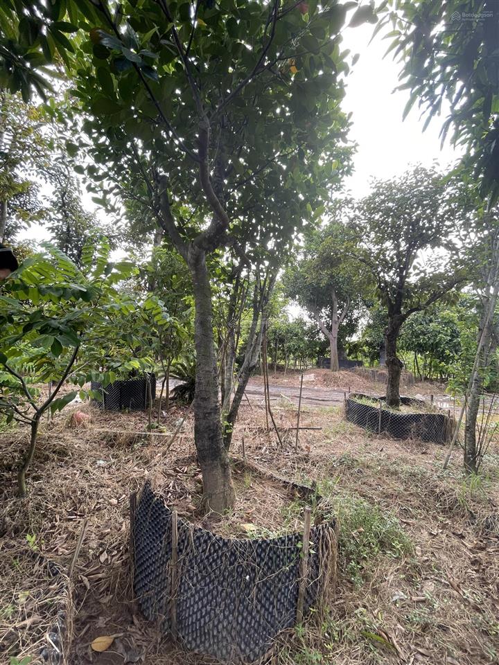 Bán đất nông nghiệp chính chủ lệ chi, gia lâm (sang tên dễ dàng)