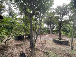 Bán đất nông nghiệp chính chủ lệ chi, gia lâm (sang tên dễ dàng)