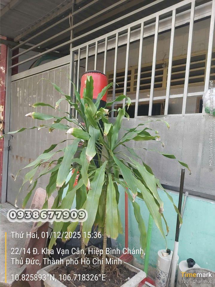 Bán nhà cấp 4 đường 18, hiệp bình chánh, thủ đức gần gigamall giá giảm từ 4,8 tỷ còn 4,6 tỷ Lh 0938677909 xem nhà