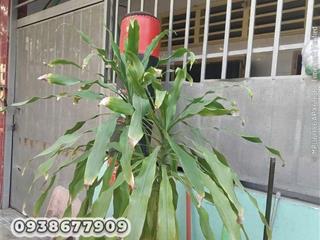 Bán nhà cấp 4 đường 18, hiệp bình chánh, thủ đức gần gigamall giá giảm từ 4,8 tỷ còn 4,4 tỷ Lh 0938677909 xem nhà