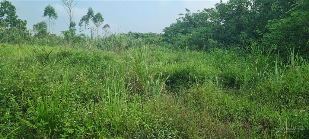 Bán đất tại thung nai, 6,5 tỷ, 24000 m2, cơ hội đầu tư phù hợp cho khách hàng quan tâm!
