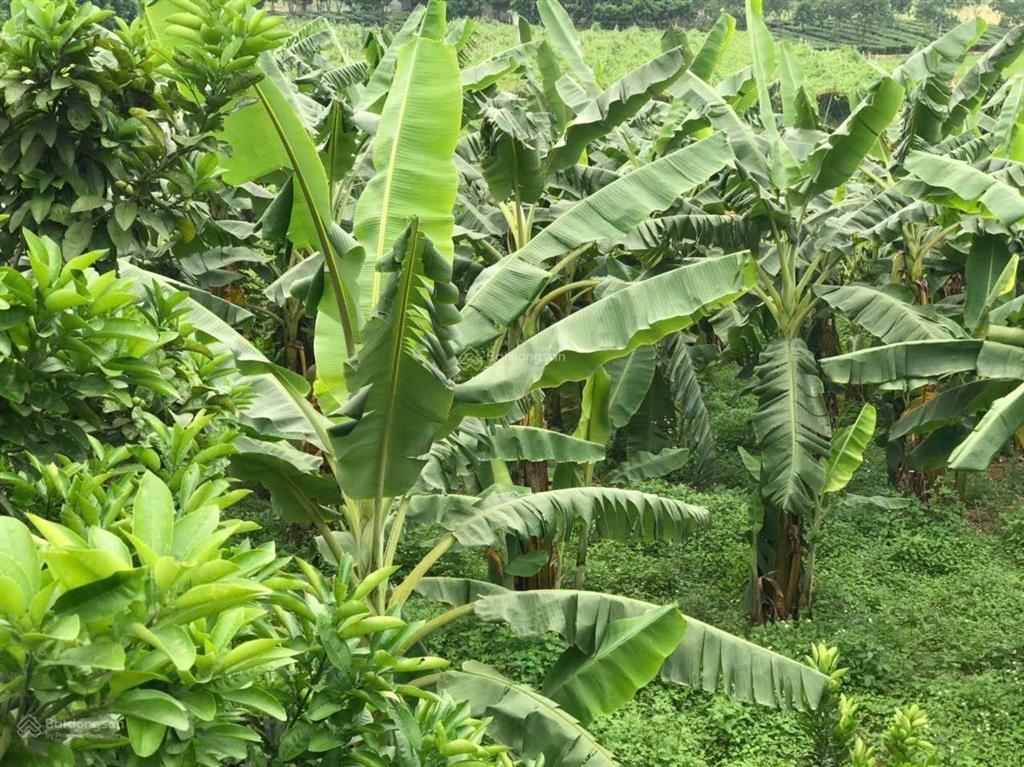 Bán đất giá rẻ tại lạc thủy, hòa bình