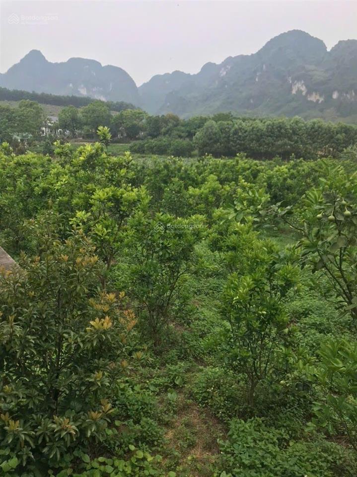 Bán đất giá rẻ tại lạc thủy, hòa bình