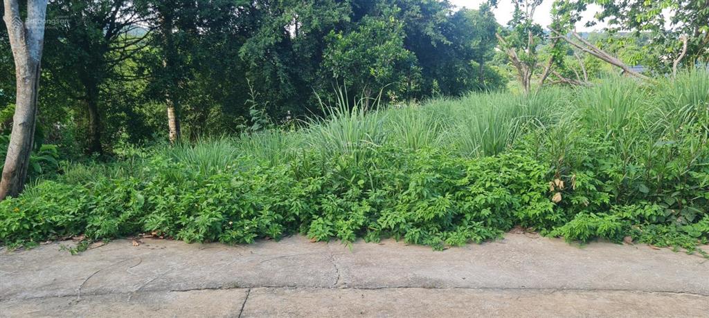Bán đất view hồ đồng quýt 3651m2 nhà vườn, nghỉ dưỡng tại lương sơn, phú thọ