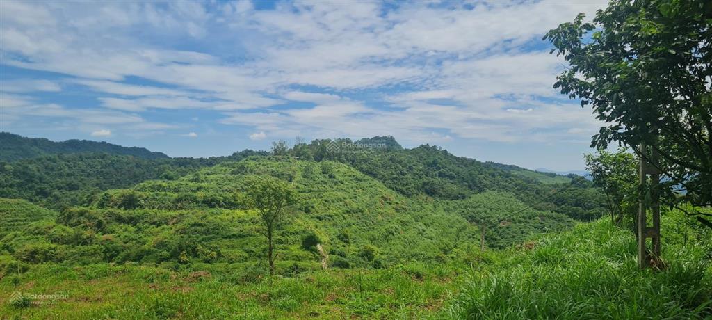 Bán đất trang trại trồng các loại cây tại sơn la
