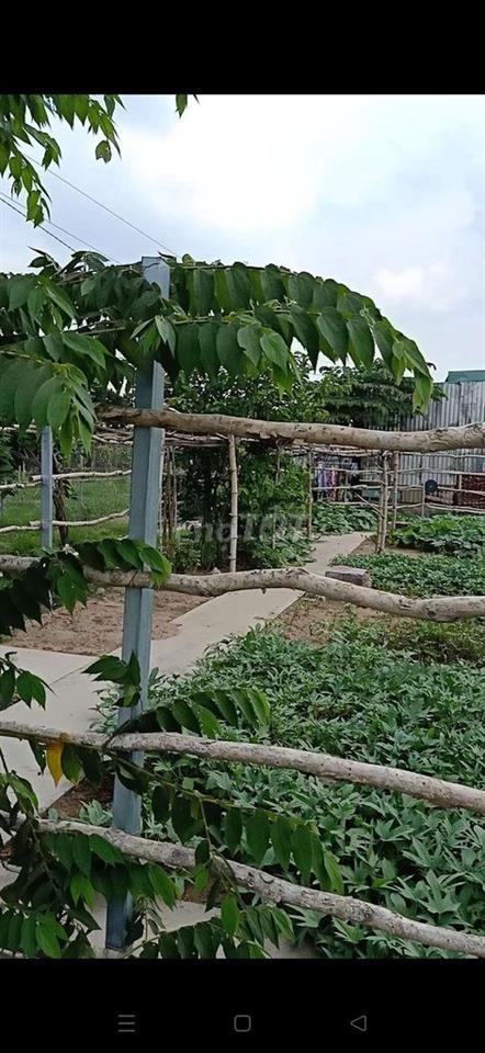 đất ấp 5 Vĩnh Lộc B bình chánh 