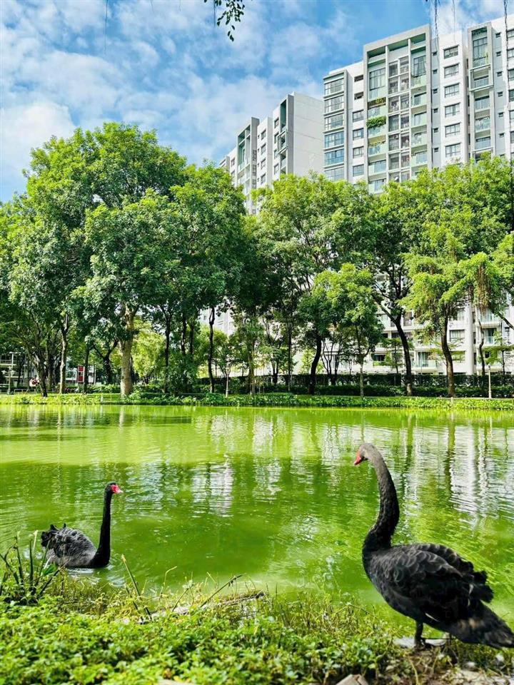 Emerald  celadon city căn hộ 2pn 2wc full nội thất sát cạnh aeon mall tiện ích đầy đủ