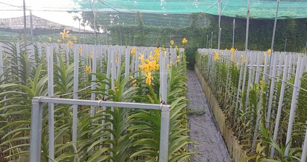 Bán nhà hẻm 4m (xt) bùi thị ngọn, x. an nhơn tây, h. củ chi, 22 tỷ