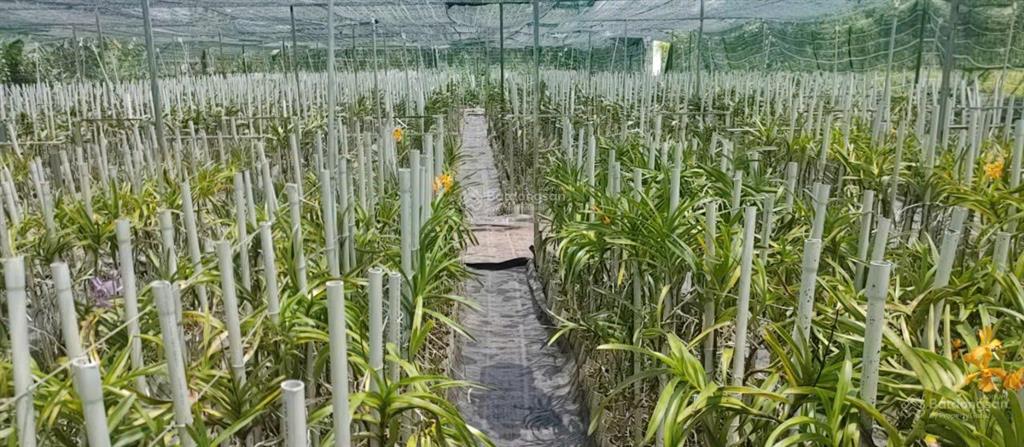 Bán nhà hẻm 4m (xt) bùi thị ngọn, x. an nhơn tây, h. củ chi, 22 tỷ