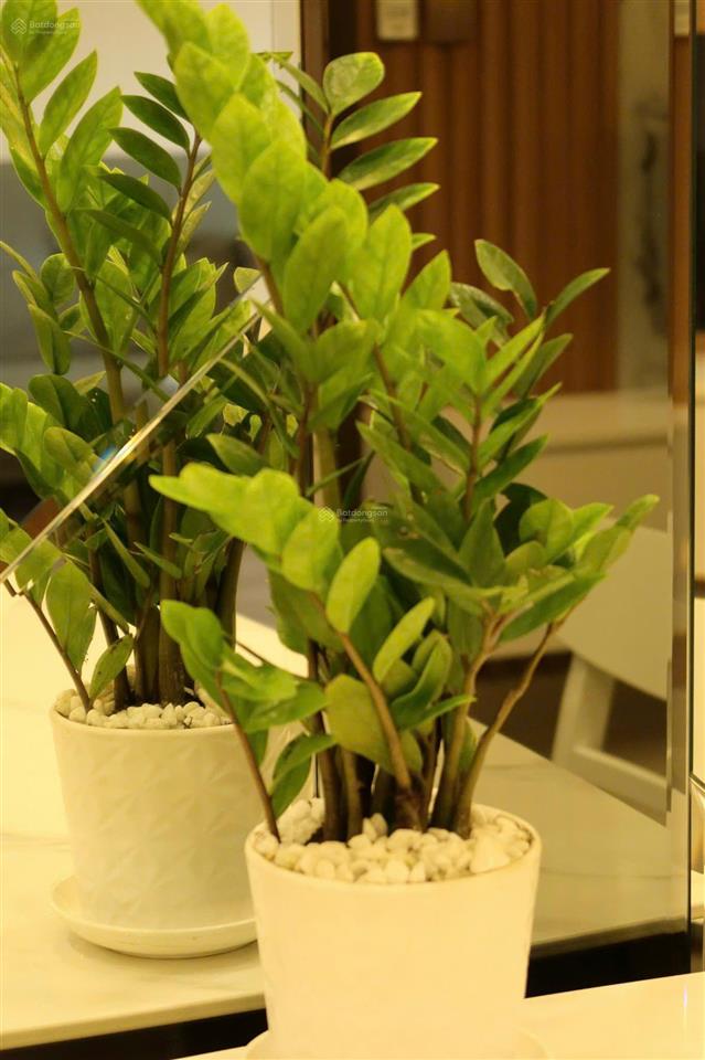 Newhouse cập nhật rổ hàng thuê q7 boulevard office tel  1pn2pn3pn chỉ từ 6.5 triệu  11/5/2026