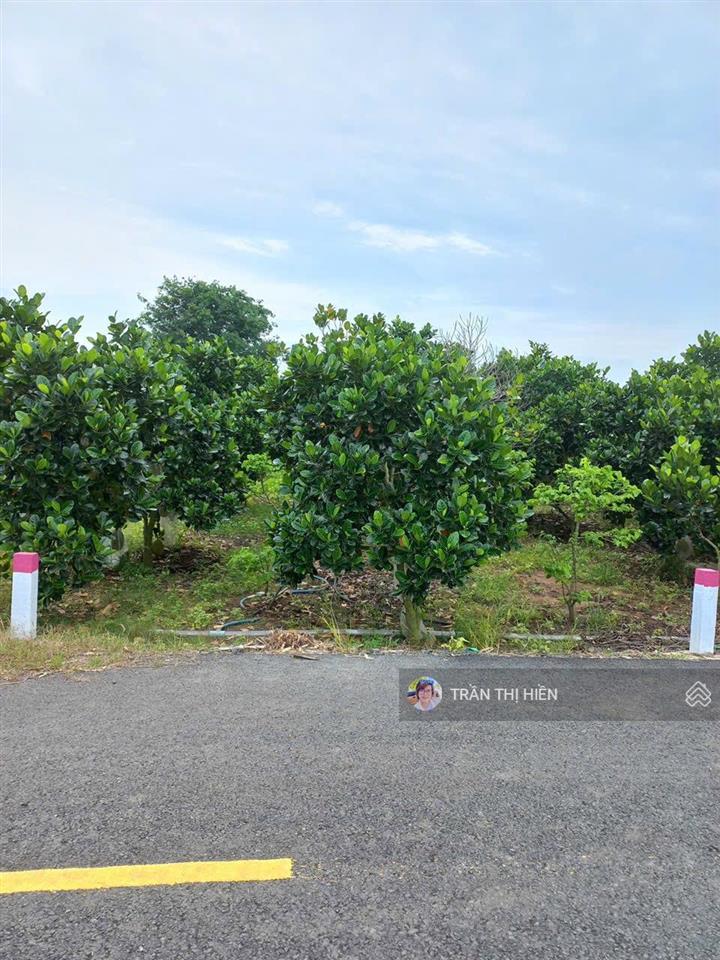 Bán vườn mít siêu rẻ  láng dài  đất đỏ  tp hcm. view cánh đồng lúa  dt 1000m2  19 x 56m