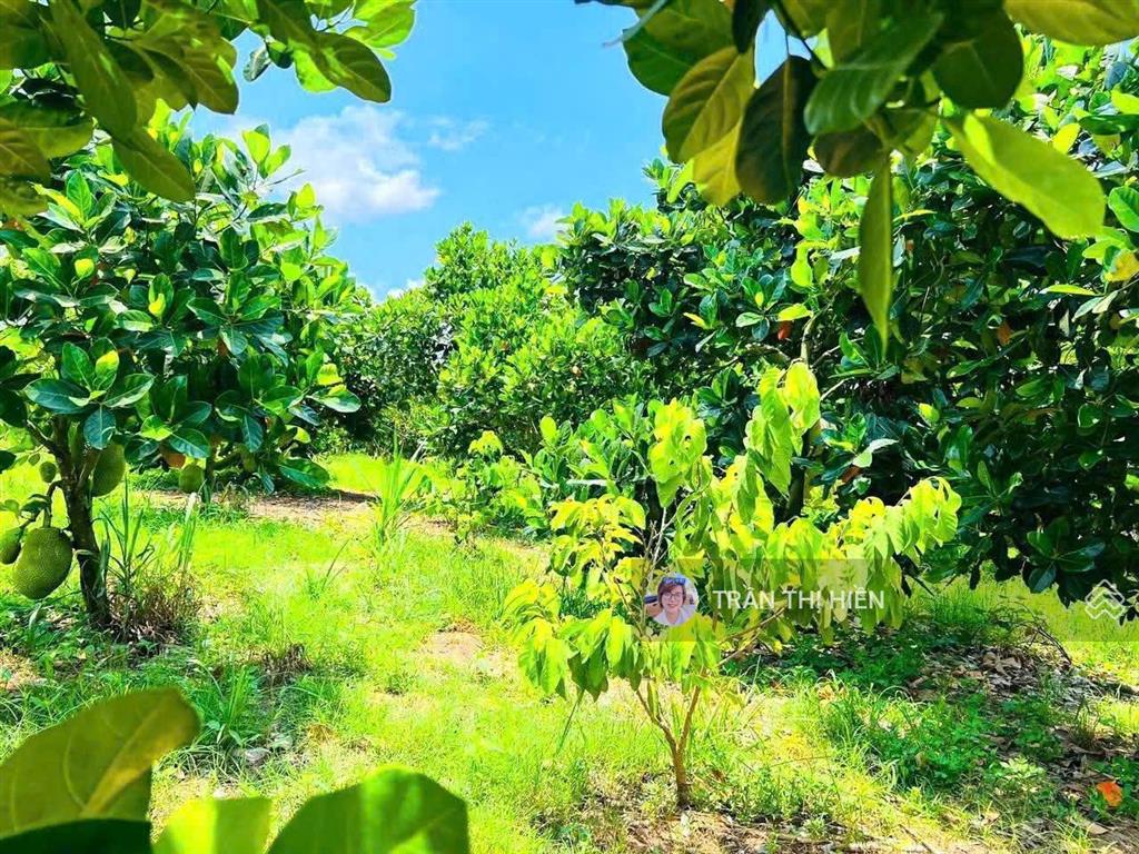 Bán vườn mít siêu rẻ  láng dài  đất đỏ  tp hcm. view cánh đồng lúa  dt 1000m2  19 x 56m