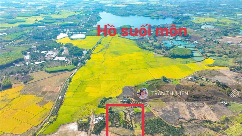 Bán vườn mít siêu rẻ  láng dài  đất đỏ  tp hcm. view cánh đồng lúa  dt 1000m2  19 x 56m