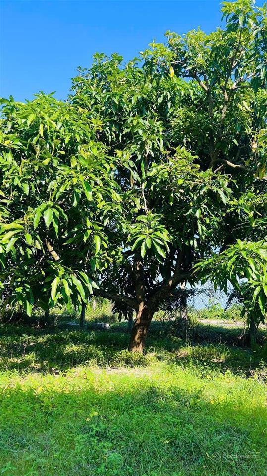 Vườn xoài thị trấn phước hải  3314m2  sẵn 1600m2 thổ cư siêu đẹp rẻ