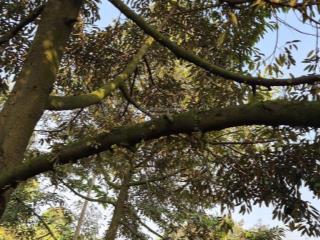 Cần bán nhà vườn sầu riêng 4.332m2 có thổ cư hắc dịch, tp.phú mỹ