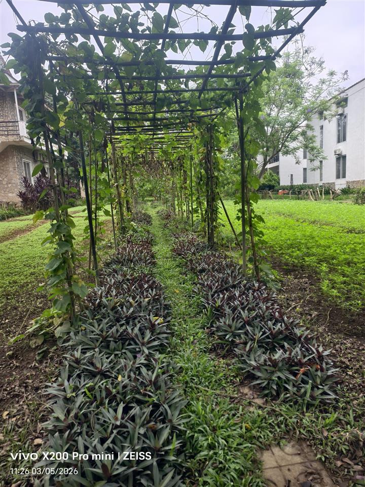 6 triệu/1m2 đất tại phú cát, hà nội. sổ đỏ thổ cư chính chủ  dt gần 600m2