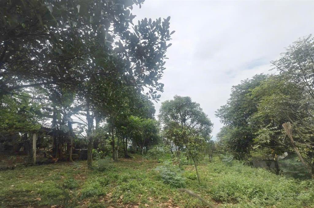 Bán 1.100m² đất phú cát giá chưa đến 10 triệu/m2