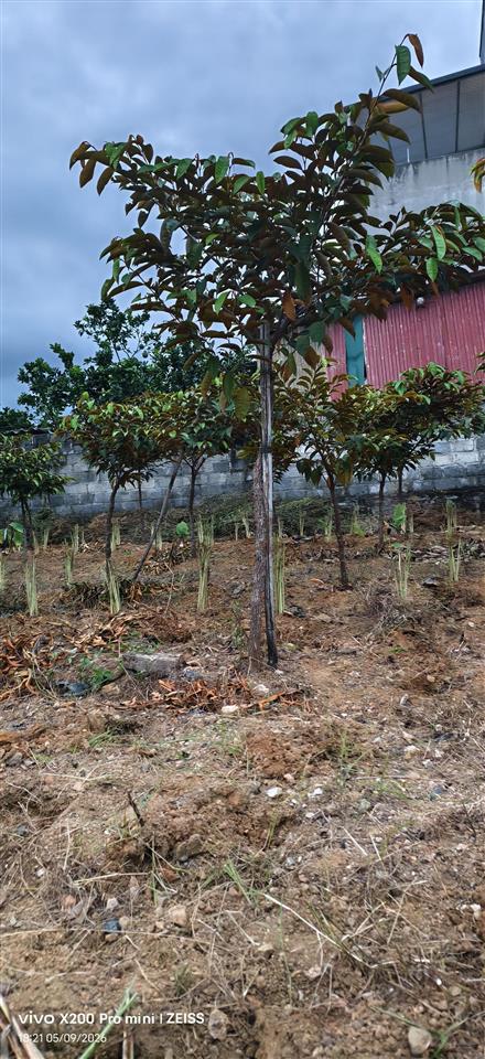 100m2 đất thổ cư, giá 1,7 tỷ, sổ đỏ thổ cư chính chủ. tại hà nội