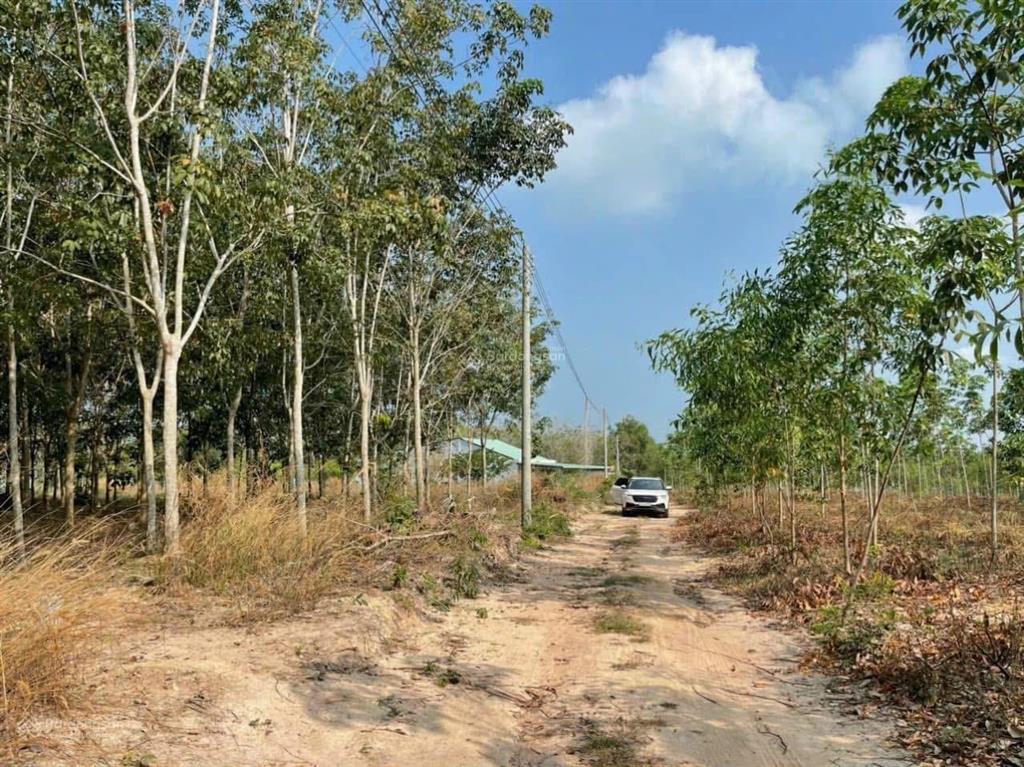 Chính chủ cần bán 2600m2 đất view hồ dầu tiếng