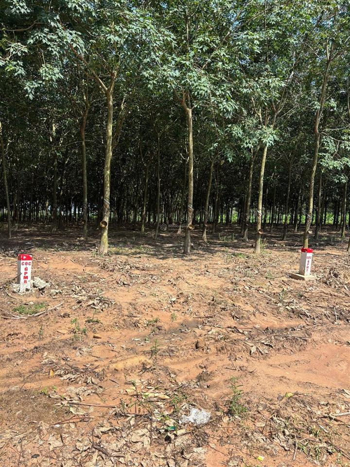 Chính chủ cần bán 2600m2 đất view hồ dầu tiếng