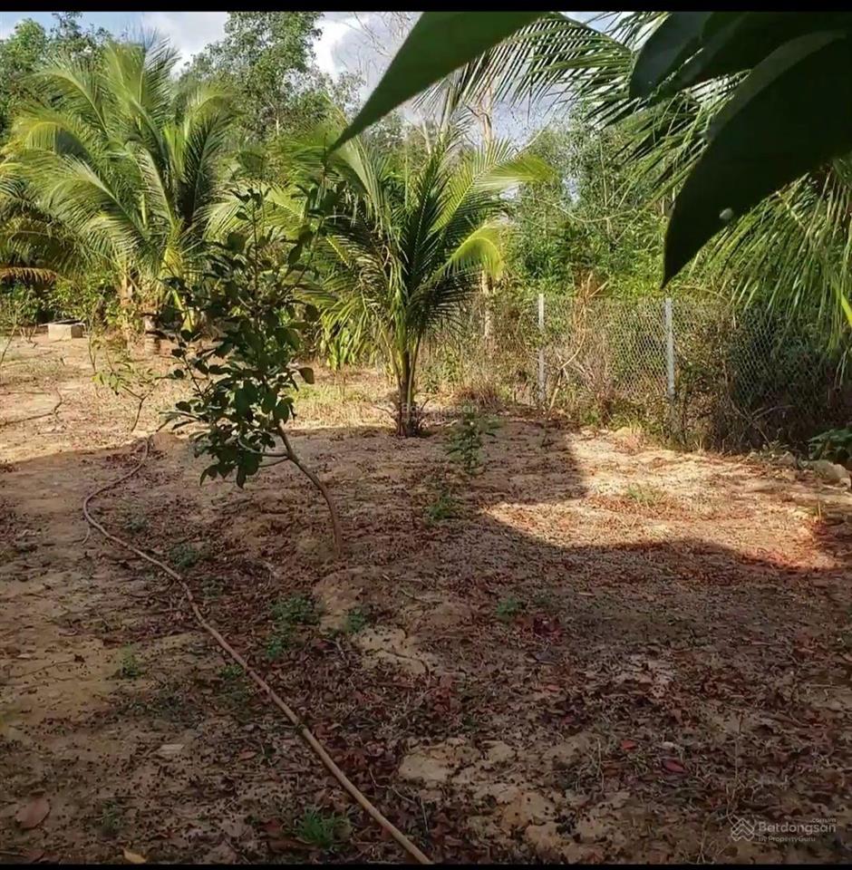 Bán đất kèm nhà ở khu dân cư, 680m2 tại cây thông trong, cửa dương, phú quốc, 2,5 tỷ giá cực chất