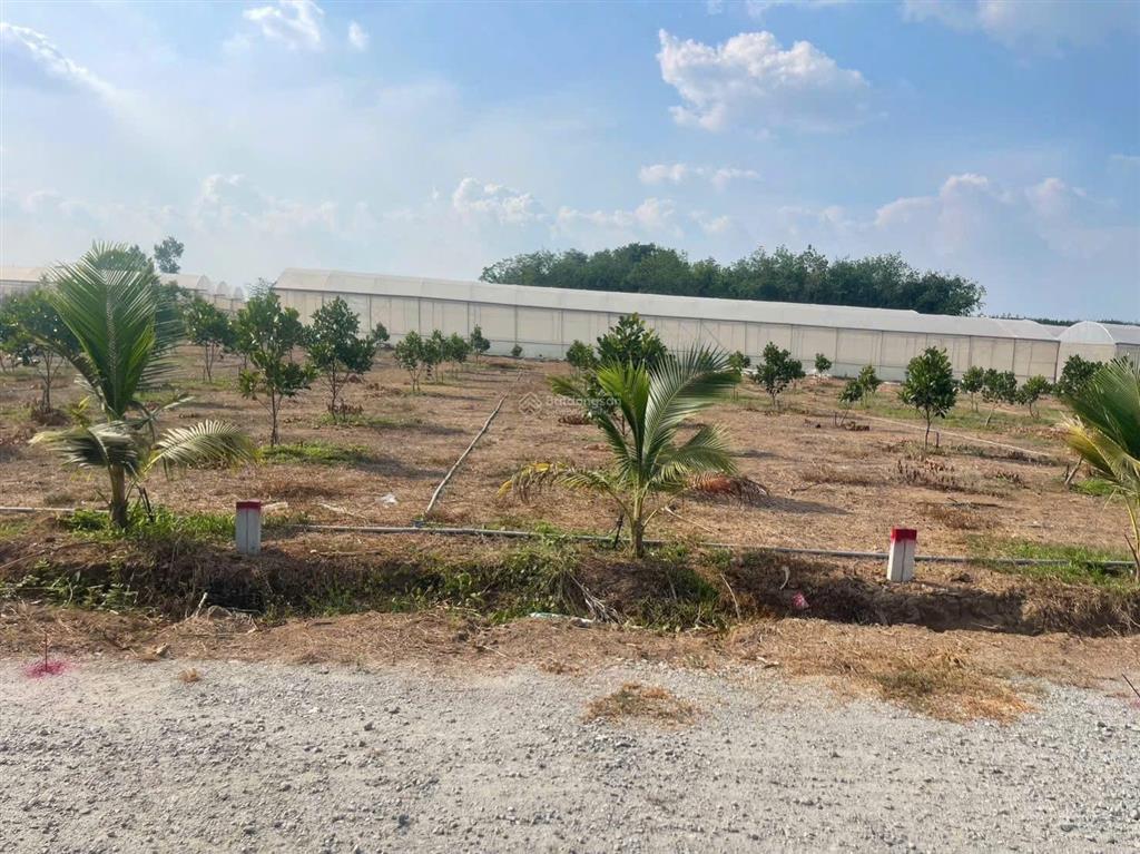 Chỉ hơn 700tr sở hữu đất tp. hồ chí minh ngang 10x37 có 100m2 thổ cư, trồng sẵn cây ăn trái.