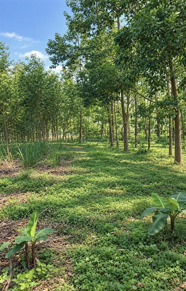 191.8m2 đất bình điền, cạnh bên lake ho, gần ami garden