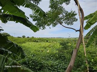 View ruộng lúa hội an. siêu phẩm view lúa trực diện giá rẻ tại hội an. lô đất 500m2 ngay cận phố