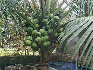 1600m2 đất trung tâm p. chơn thành sẵn 250m2 thổ cư giá đầu tư