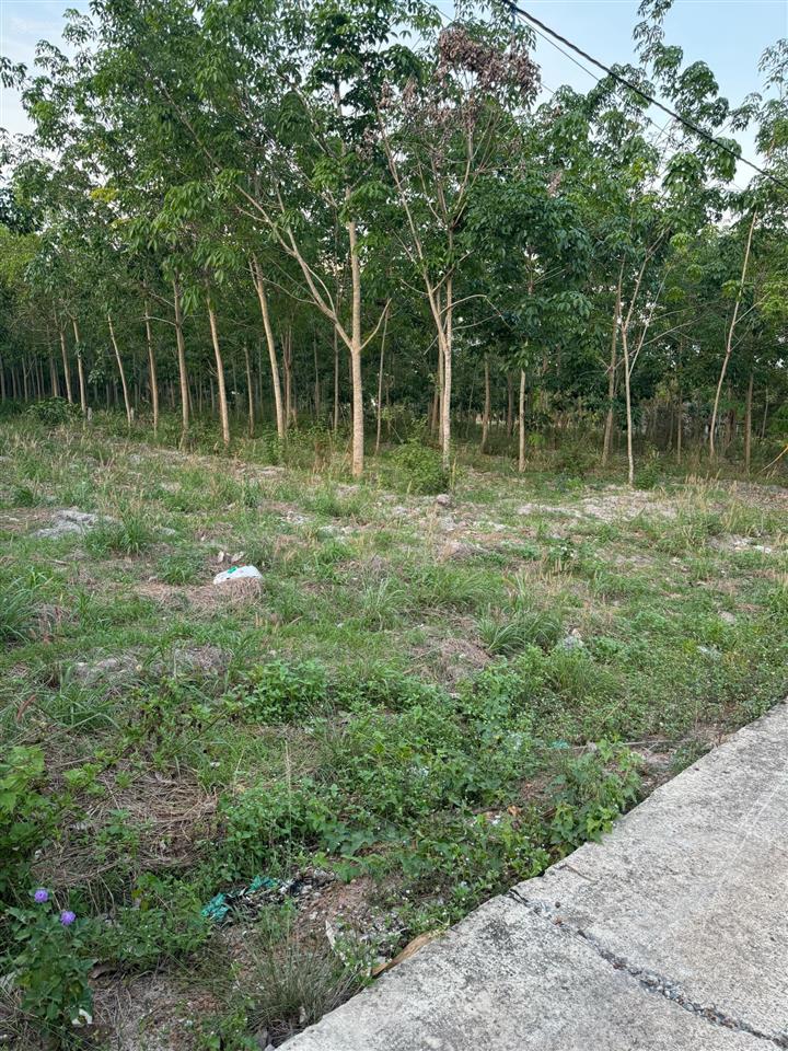 1hec cao su 7 năm phường chơn thành 72m mặt đường 36 giá đầu tư