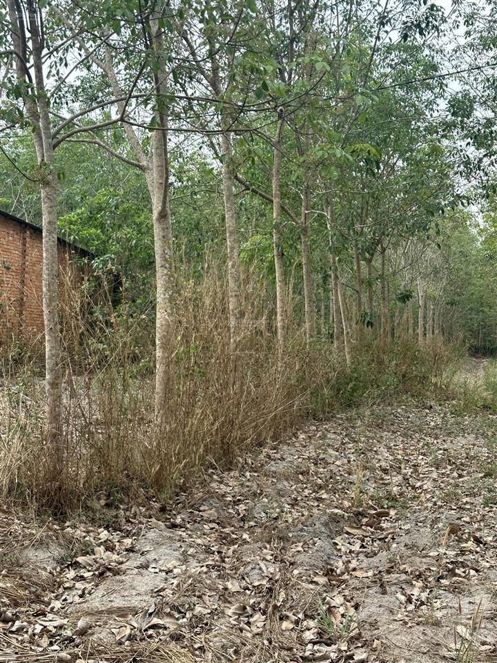1hec cao su 7 năm phường chơn thành 72m mặt đường 36 giá đầu tư