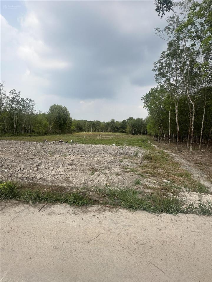 4700m2 sẵn 100 thổ cư p. chơn thành, shr giá đầu tư