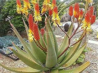 Nhà xưởng cho thuê trong kcn giá rẻ