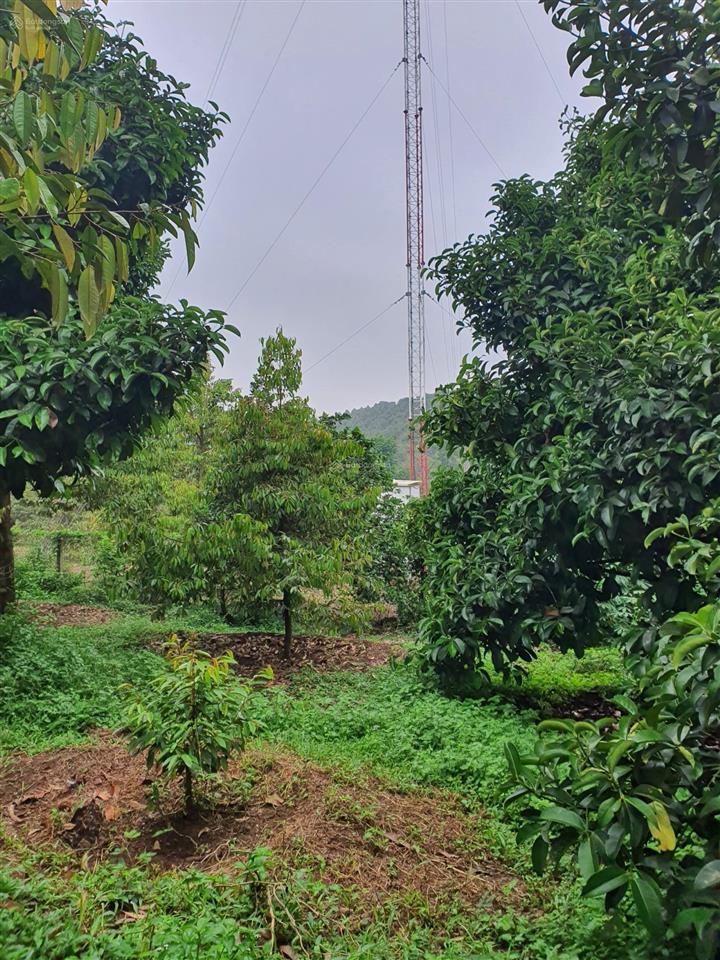 Đất vườn hàng gòn 4.000m2 với đủ loại trái cây