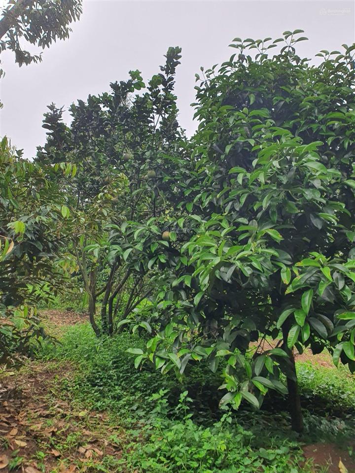 Đất vườn hàng gòn 4.000m2 với đủ loại trái cây