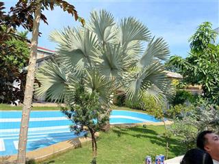 Chủ giảm sốc 10 tỷ bán gấp biệt thự mặt tiền phú lợi trung tâm thủ dầu một diện tích 1000m