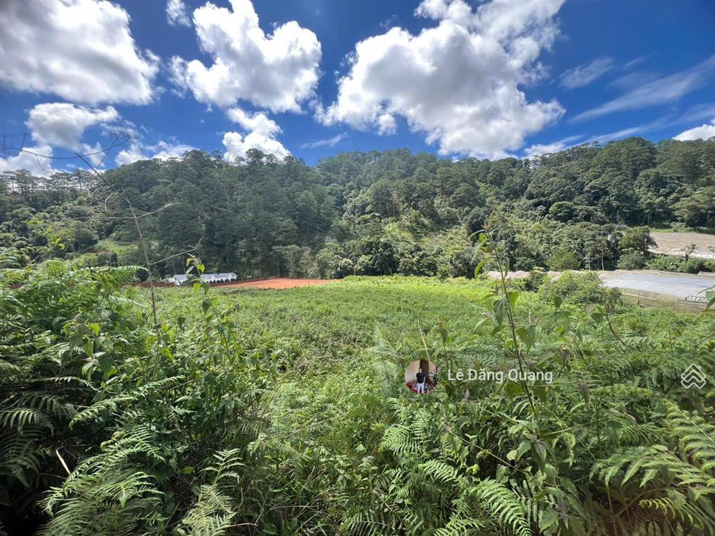 Bán đất hơn 1 hecta có suối view rừng thông, ngoại ô thành phố đà lạt