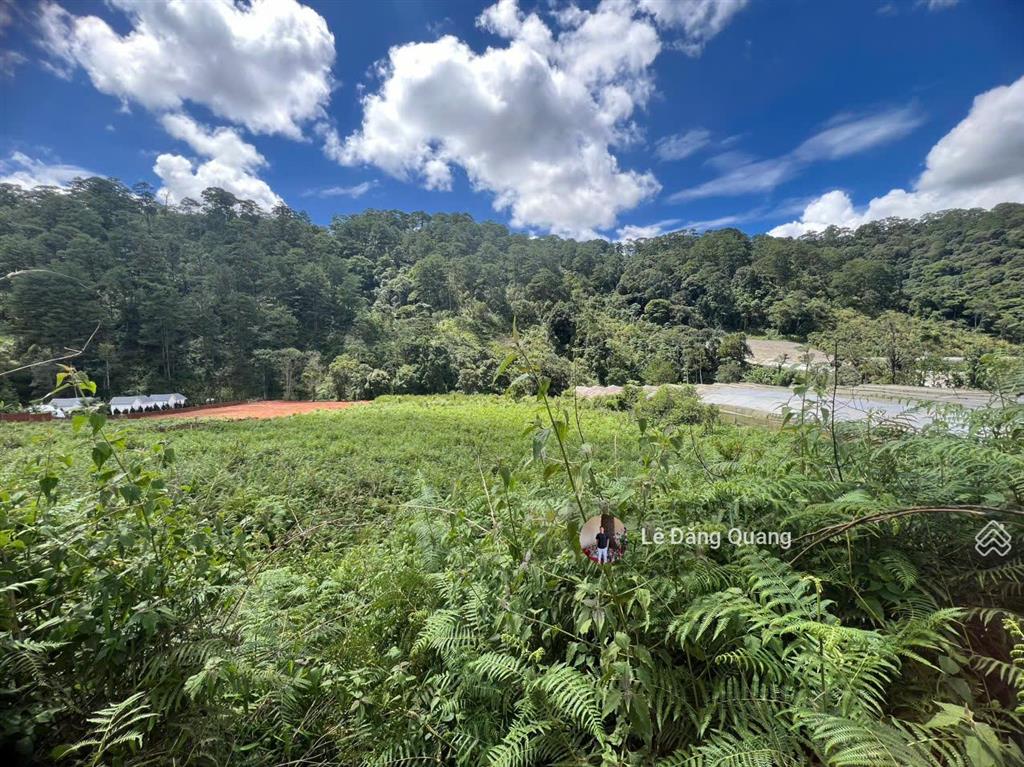 Bán đất hơn 1 hecta có suối view rừng thông, ngoại ô thành phố đà lạt
