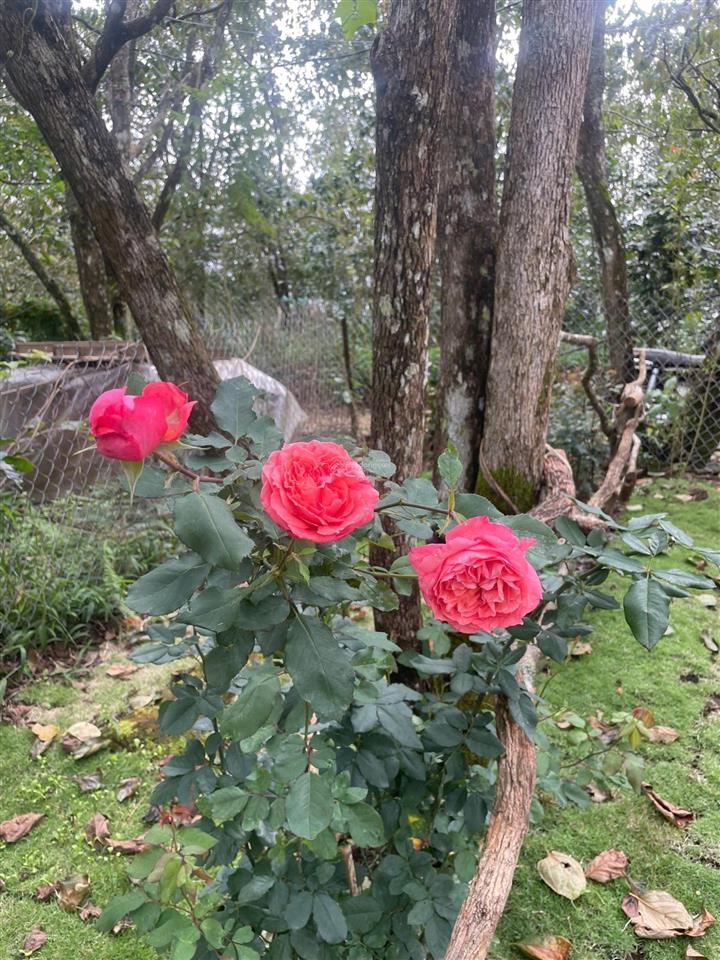 Bán đất nghỉ dưỡng có nhà sẵn vườn hồng tại phường xuân trường  đà lạt