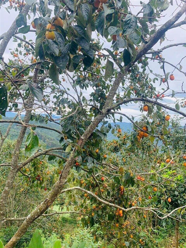 Bán đất nghỉ dưỡng có nhà sẵn vườn hồng tại phường xuân trường  đà lạt