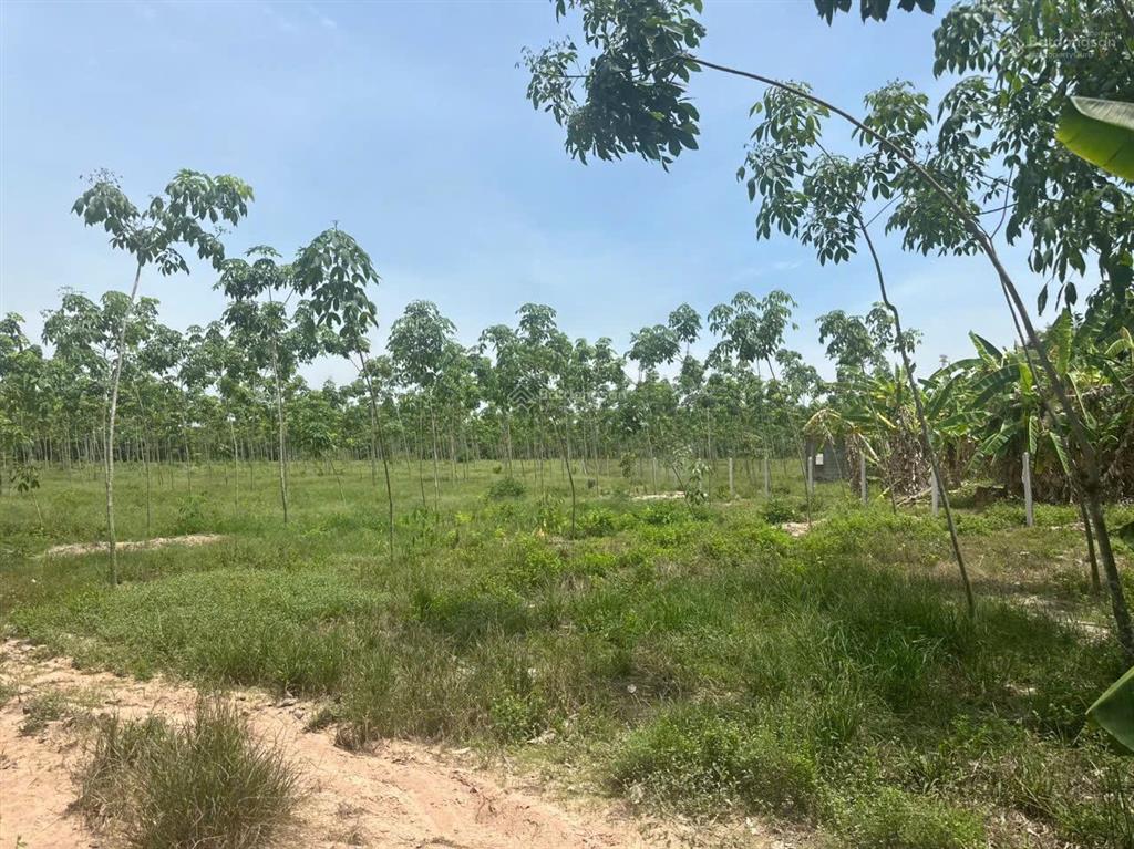 Chính chủ bán hơn 3.200m2 quy hoạch mở đường dt750 kết nối kcn cây trường