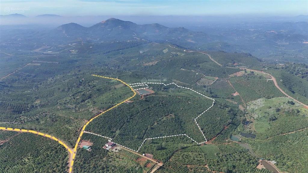 Cần nhượng lại 9,7 ha cafe đẹp gần nút giao cao tốc tại xã tân châu