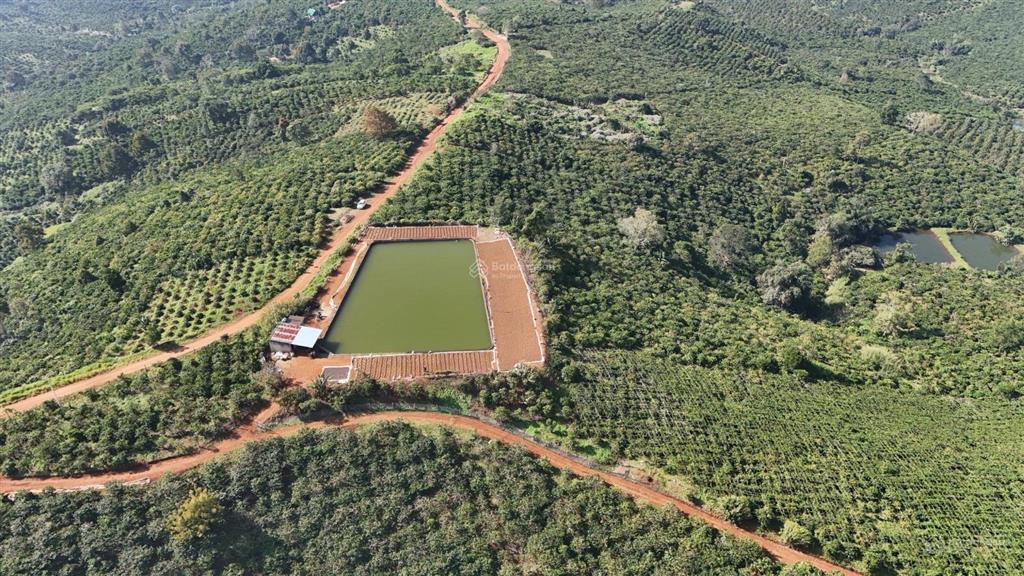 Cần nhượng lại 9,7 ha cafe đẹp gần nút giao cao tốc tại xã tân châu