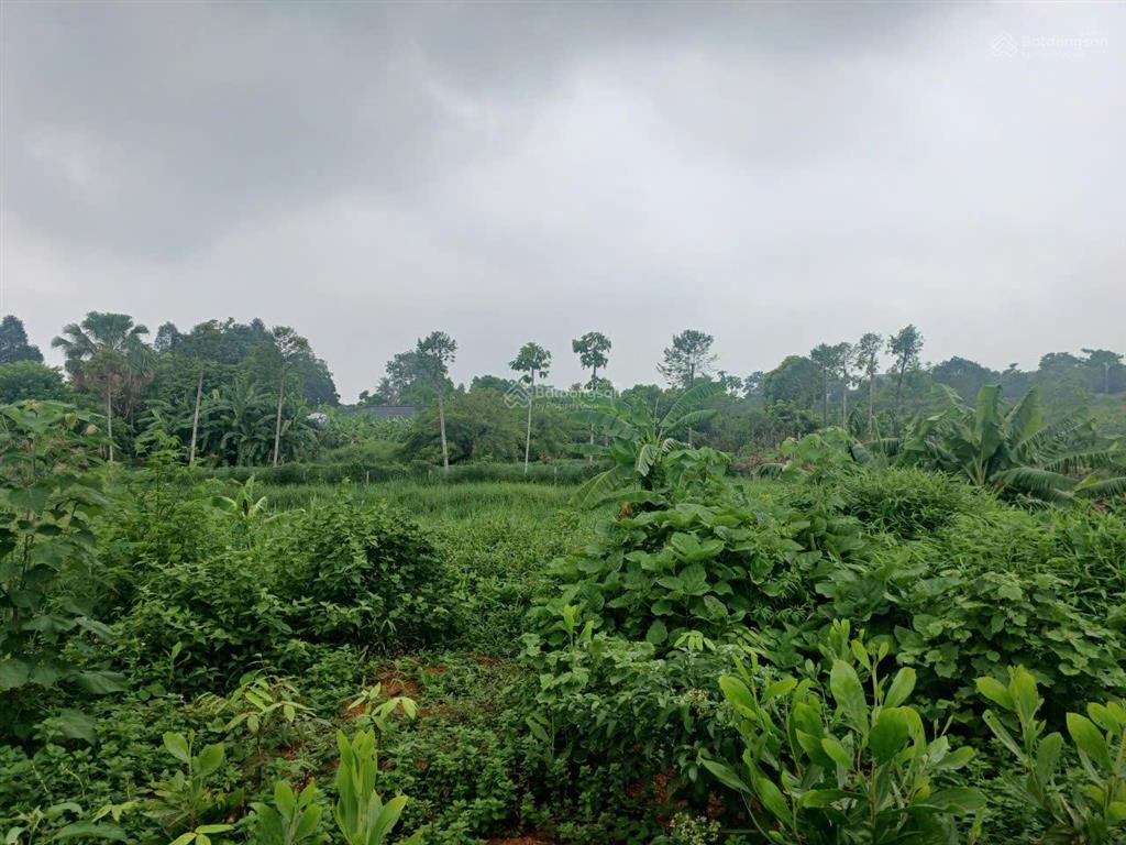 Bán đất nhà vườn ba trại, ba vì, hà nội